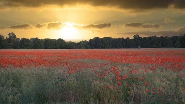 The corn poppy shines in the red color splendor. When a green meadow is decorated with poppies, it is a dreamlike sight.
