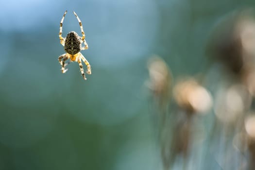 Cross spider crawling on a spider thread. Blurred background. A useful hunter among insects. Arachnid. Animal photo from the wild.