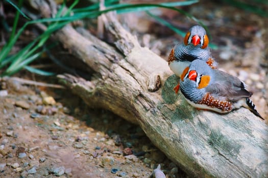 zebra finch couple in love cuddling on a tree trunk. romantic and cute little birds. Animal photo from nature
