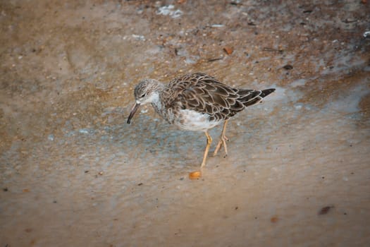 sandpiper isolated on the beach of the Baltic Sea near Zingst. The sandpipers (Calidris) are a genus within the family of snipe birds.