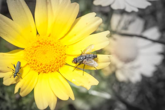 Feast insects pollen. What happens in a daisy field