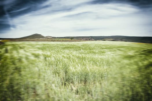 sea green wheat. In front of a field of wheat in a cloudy day