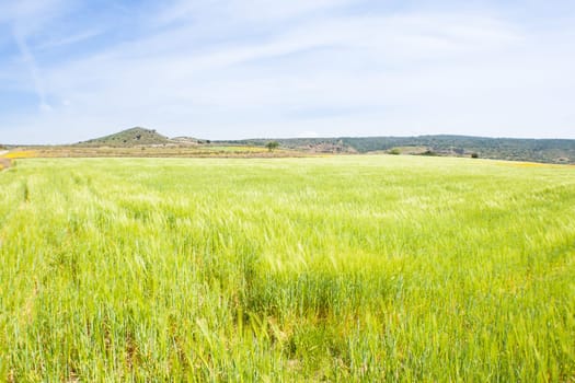 sea green wheat. In front of a field of wheat, seem like a green sea