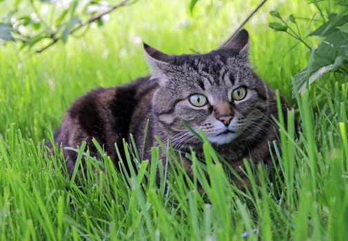 A cat lies in the grass with an incredulous,surprised look