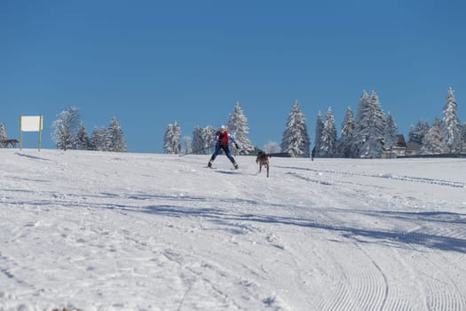 German Championship Sled Dog Race Frauenwald 2015