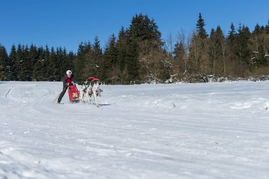 German Championship Sled Dog Race Frauenwald 2015