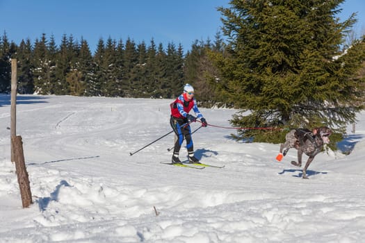 German Championship Sled Dog Race Frauenwald 2015