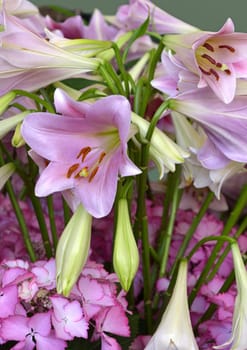 Lilies