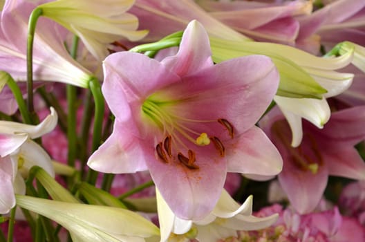 Lilies