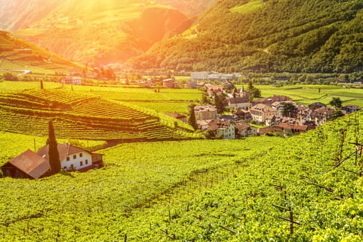 Beautiful sunset view over a vineyard in Bolzano, Italy