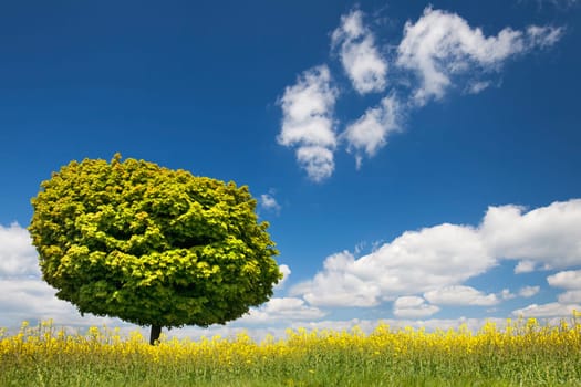 green round tree
