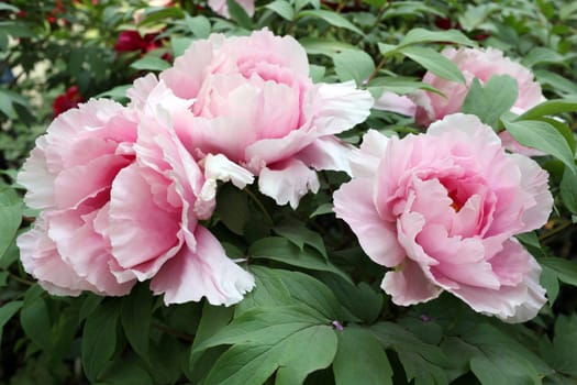 Details of a species of giant peony in garden.