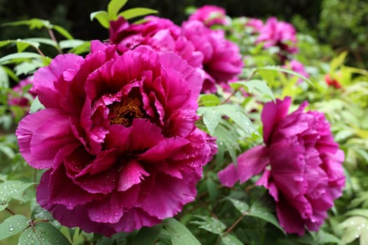 Details of a species of giant peony in garden.