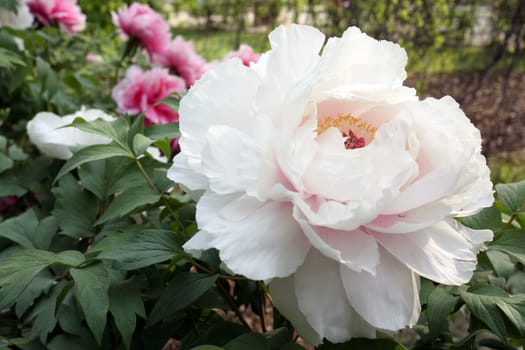 Details of a species of giant peony in garden.