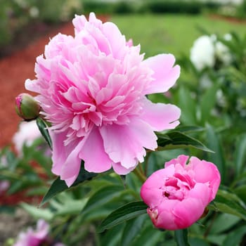 Details of a species of giant peony in garden.