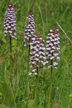 Purple Boy Weed (Orchis purpurea)