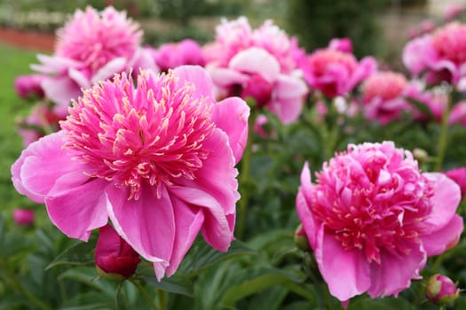 Details of a species of giant peony in garden.