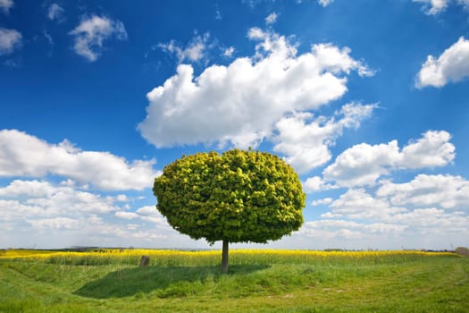 green round tree