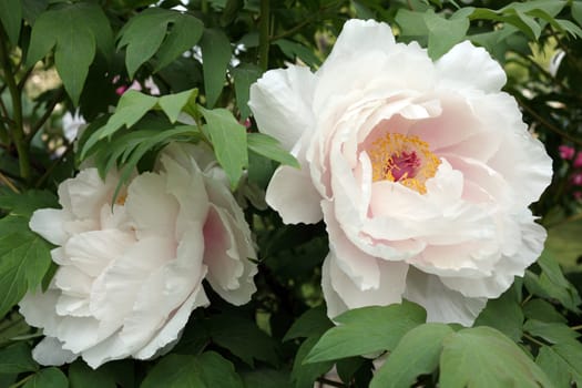 Details of a species of giant peony in garden.