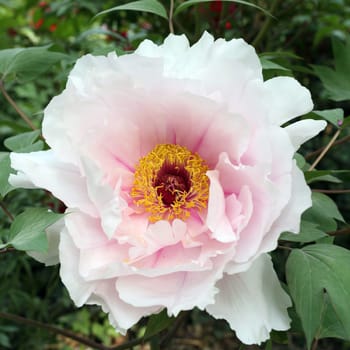 Details of a species of giant peony in garden.