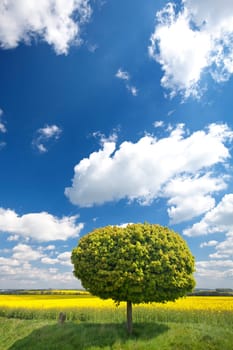 green round tree
