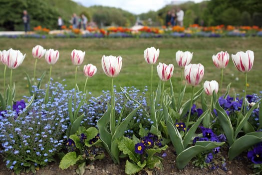 Details of beautiful tulips in an ornamental garden.