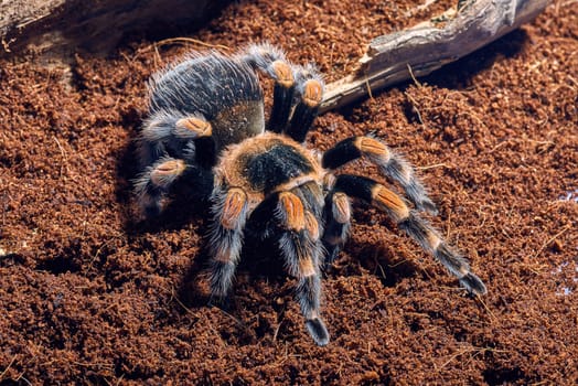 Mexican red knee tarantula Brachypelma smithi. close-up on a background of brown soil