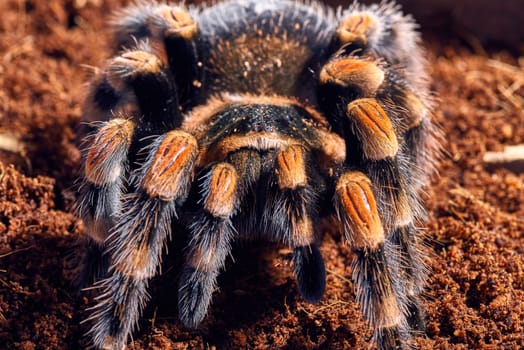 Mexican red knee tarantula Brachypelma smithi. close-up on a background of brown soil