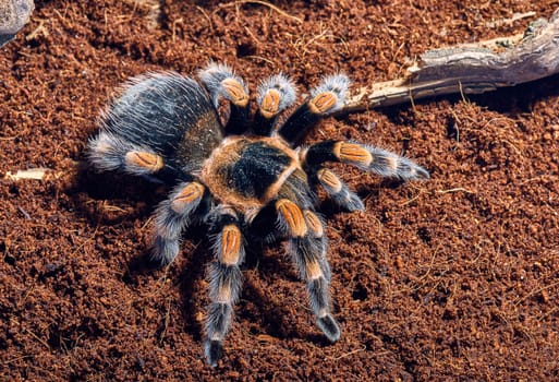 Mexican red knee tarantula Brachypelma smithi. close-up on a background of brown soil