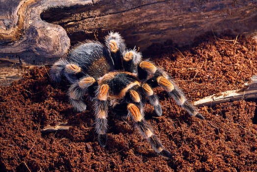 Mexican red knee tarantula Brachypelma smithi. close-up on a background of brown soil