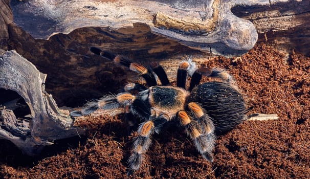 Mexican red knee tarantula Brachypelma smithi. close-up on a background of brown soil