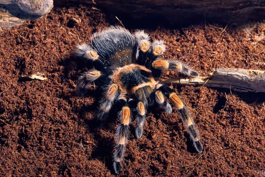 Mexican red knee tarantula Brachypelma smithi. close-up on a background of brown soil