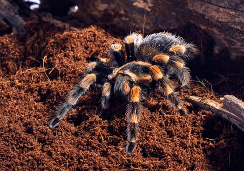 Mexican red knee tarantula Brachypelma smithi. close-up on a background of brown soil