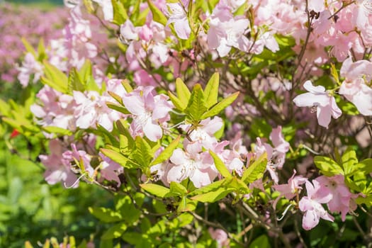 Bush of many delicate vivid pink flowers of azalea or Rhododendron plant in a sunny spring garden.Japanese pink Azalea flowers .