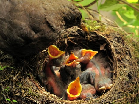 Wormsharing Amsel Mutti blackbird chicks sharing worms. Female blackbird feeding her young chicks with worms. Greedy little blackbird babies sharing a worm. Beacons of hungry blackbird babies wide open. Hungrige Amselküken werden von Amselmutter mit Regenwürmern gefüttert. Die Schnäbel der Amselbabys sind weit aufgerissen und die Amselkinder sind ständig am Betteln und wollen immer mehr zu fressen haben. Aufregun im Amselnest bei Fütterung. 5 kleine Amselküken frisch geschlüpft nebeneinder bei Fütterung durch Amselmutter im Nest.