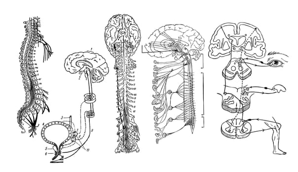 Vector. Central nervous system