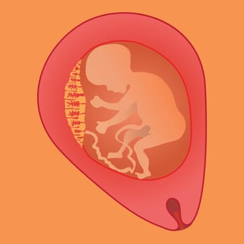 colorful illustration with fetus for your design