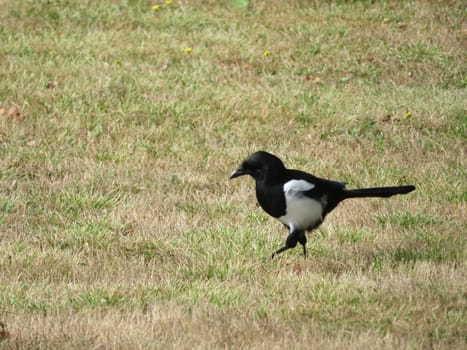 beautiful animal magpie bird scavenger black and white cunning