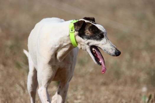 beautiful fast spanish greyhound dog energy hunting race