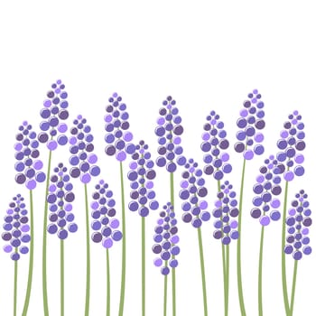 Field of lavender over white background