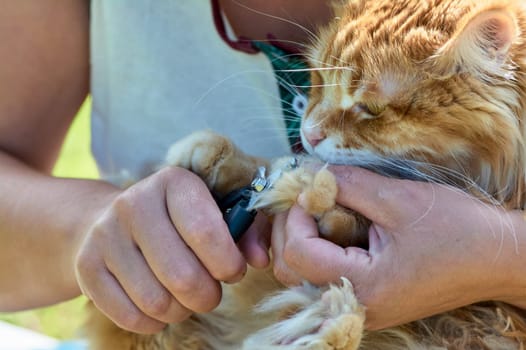trimming the claws of a cat close-up. High quality photo