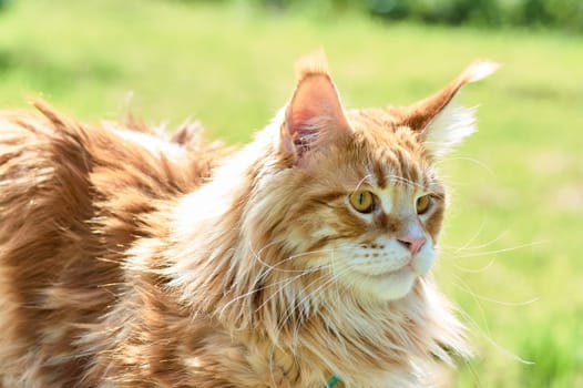 ginger cat looks into the camera close-up, meikun. High quality photo