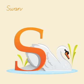 Animal alphabet with swan,  vector illustration