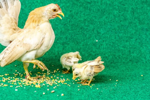 The hen and the yellow serama chicks on a artificial grass background.