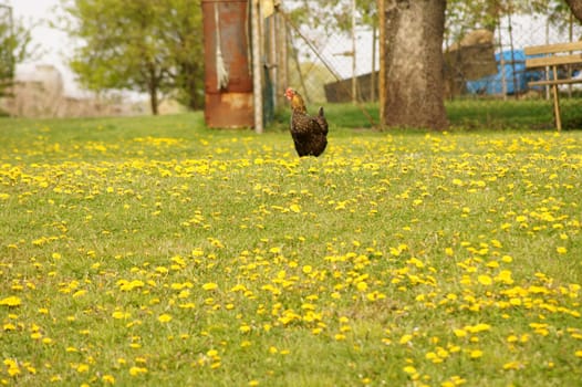 A chicken stands on a flower meadow with dandelion.