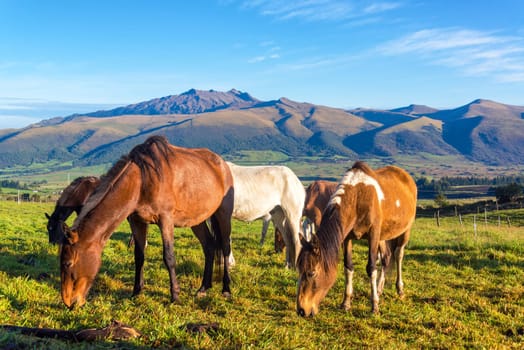 Horses grazing with beautiful hills in the background near Cotopaxi Volcano in Ecuador