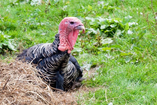 turkey sitting at the haystack