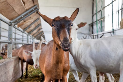 Brown goat in the herd on the farm looking into the camera