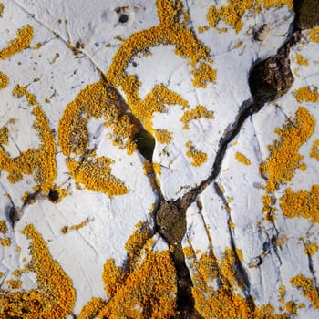 Yellow lichen on rock