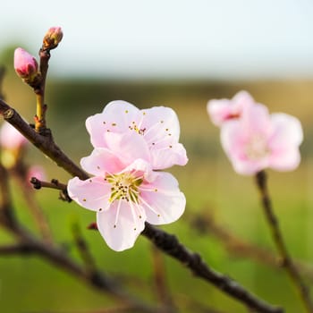 Almond blossom on the tree in spring